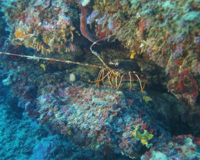 Punta Righini <span class="text-color-primary text-sm"> (★4.6)</span>