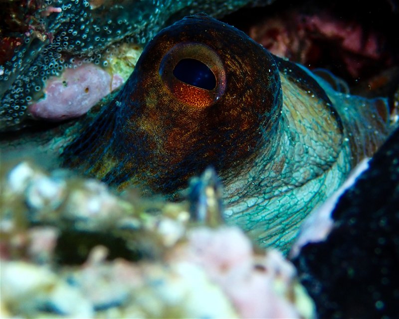 Divesite Image