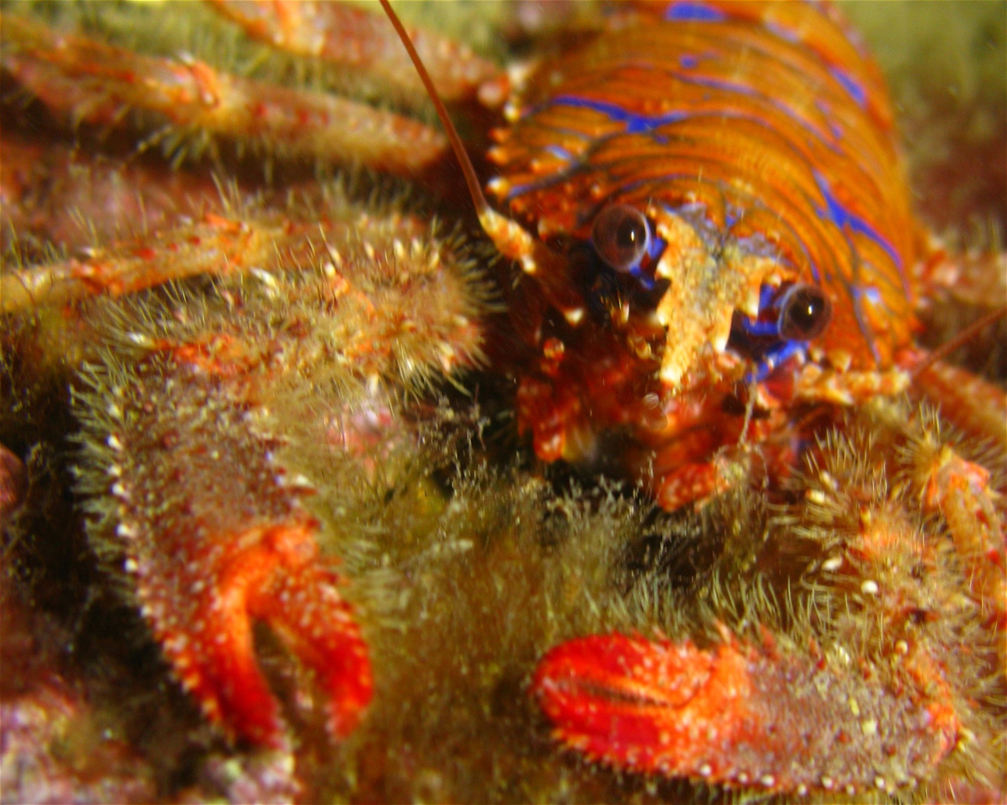 Budicinova j.d.o.o., 51221 Kostrena