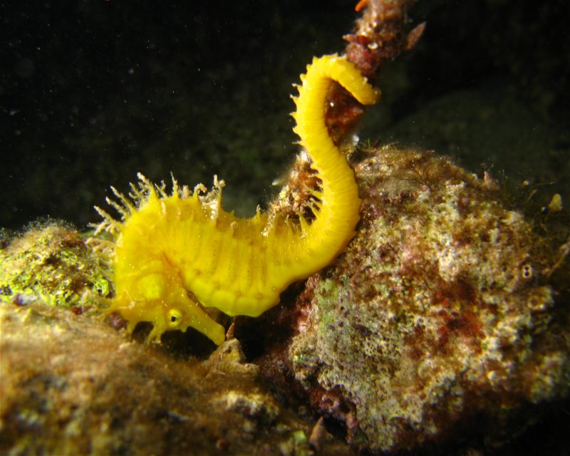 Divesite Image