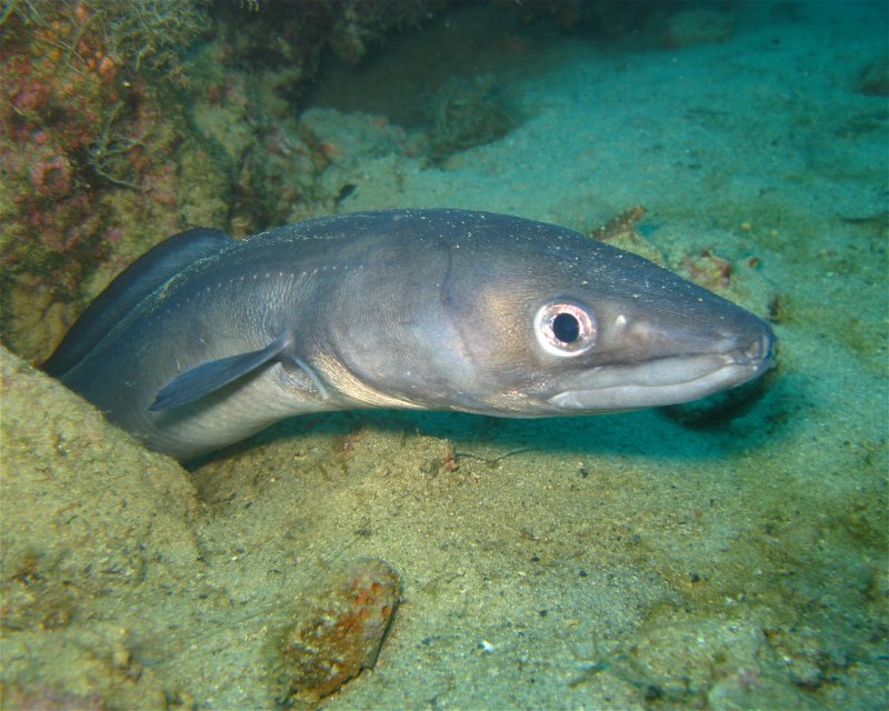 Divesite Image