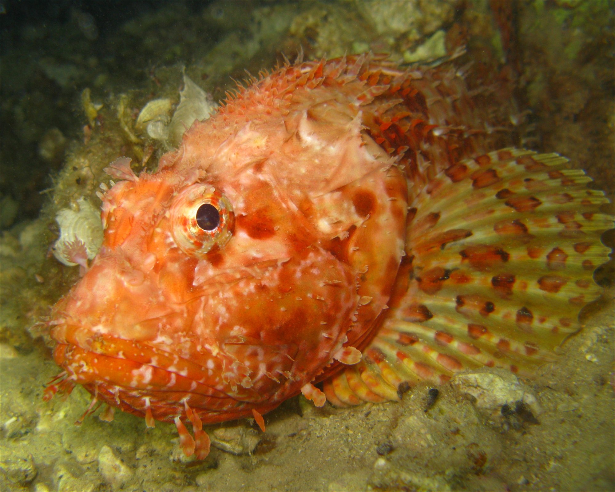 Budicinova j.d.o.o., 51221 Kostrena