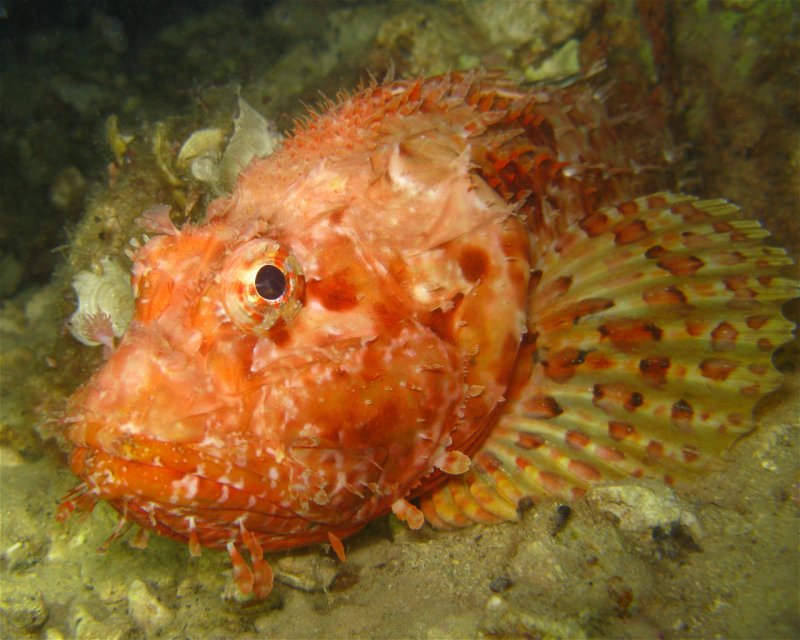 Divesite Image