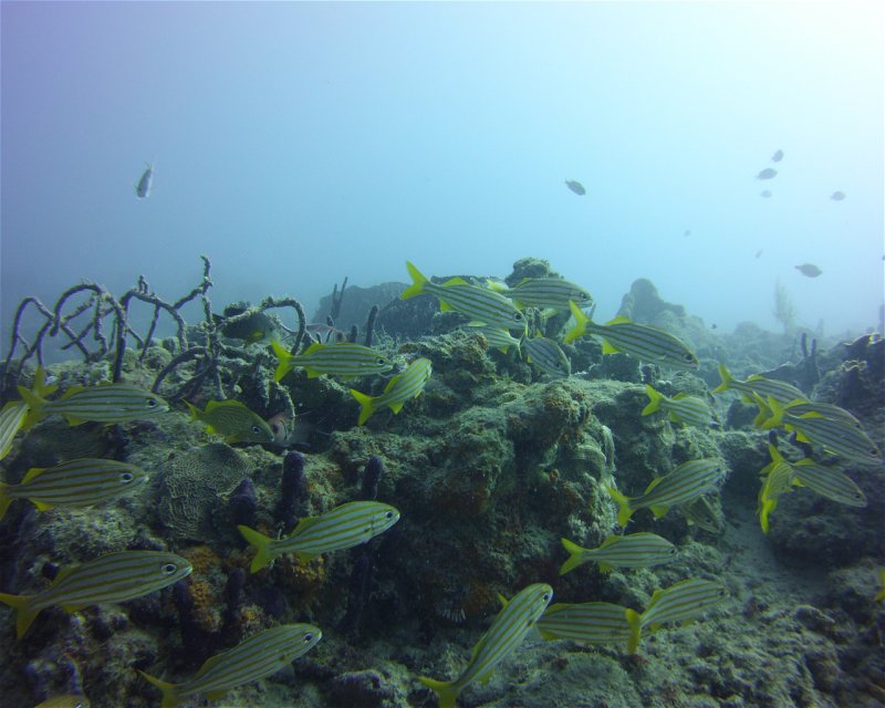 Divesite Image