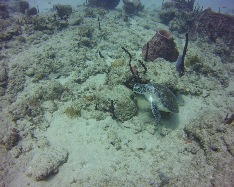 Divesite Image