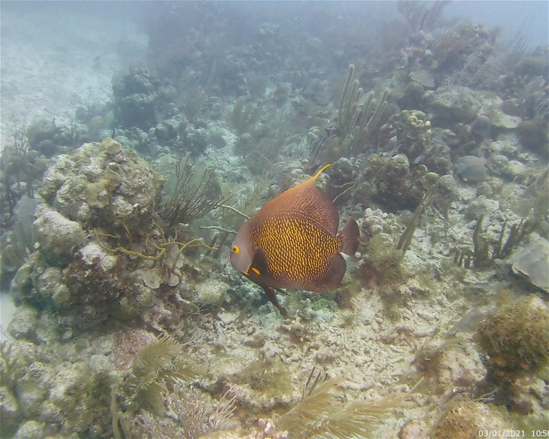Divesite Image