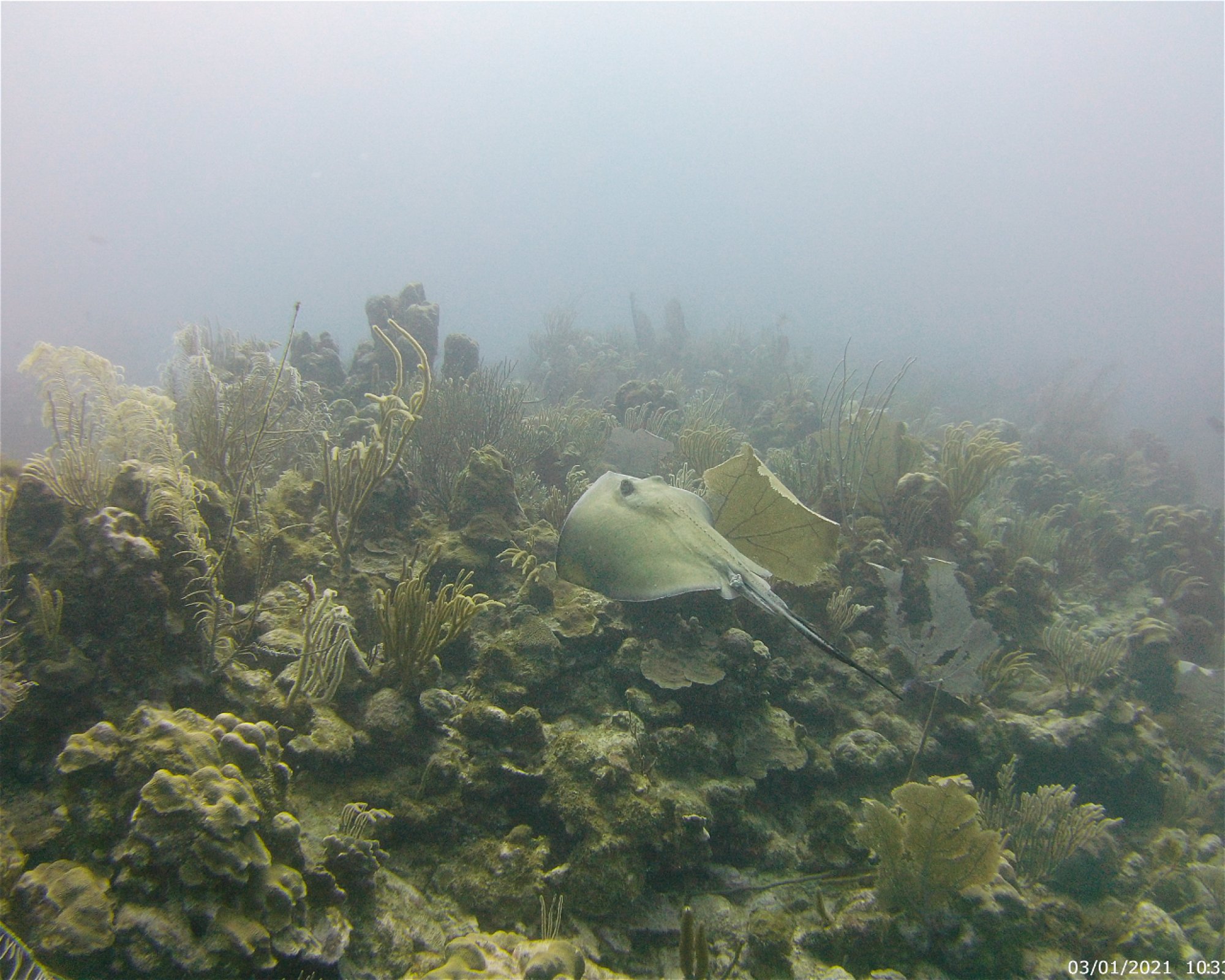The Black Anchor Scuba Diving & Snorkeling, 00603 Aguadilla