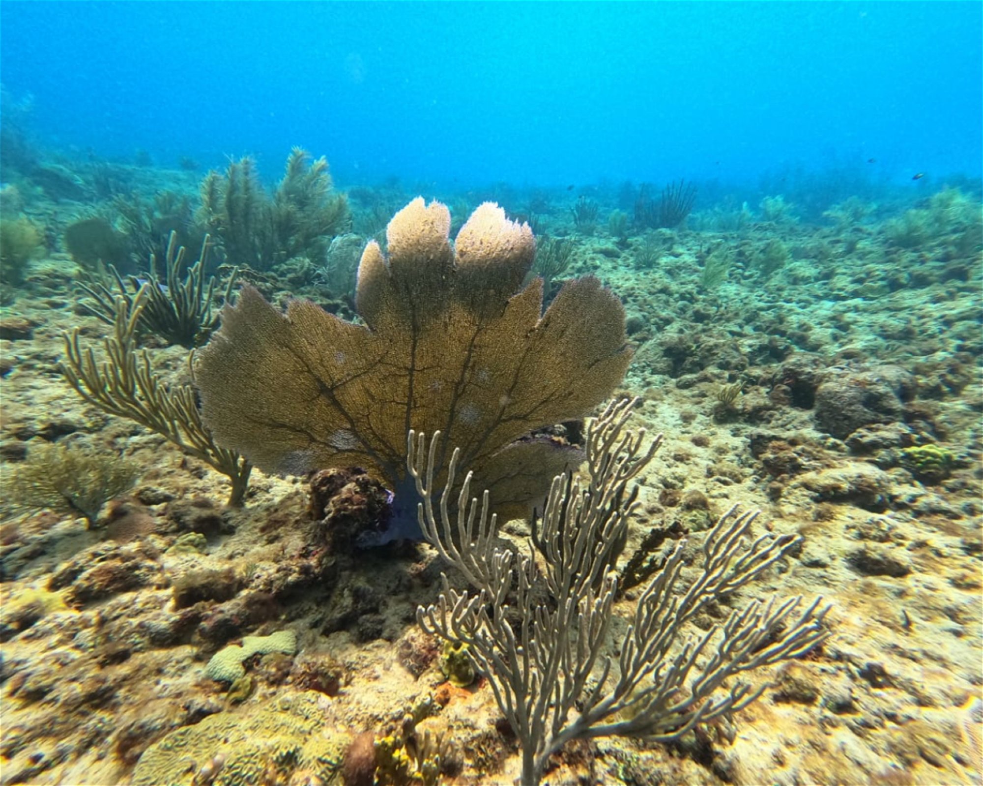 Aquatica Underwater Adventures, 00603 Aguadilla