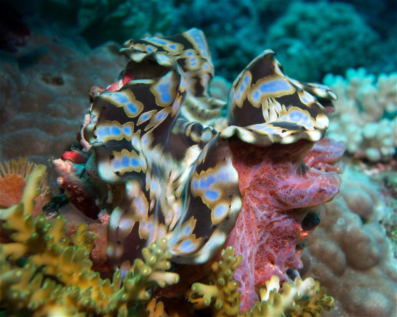 Divesite Image
