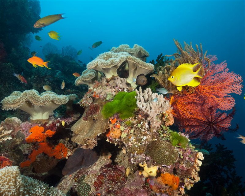 Divesite Image