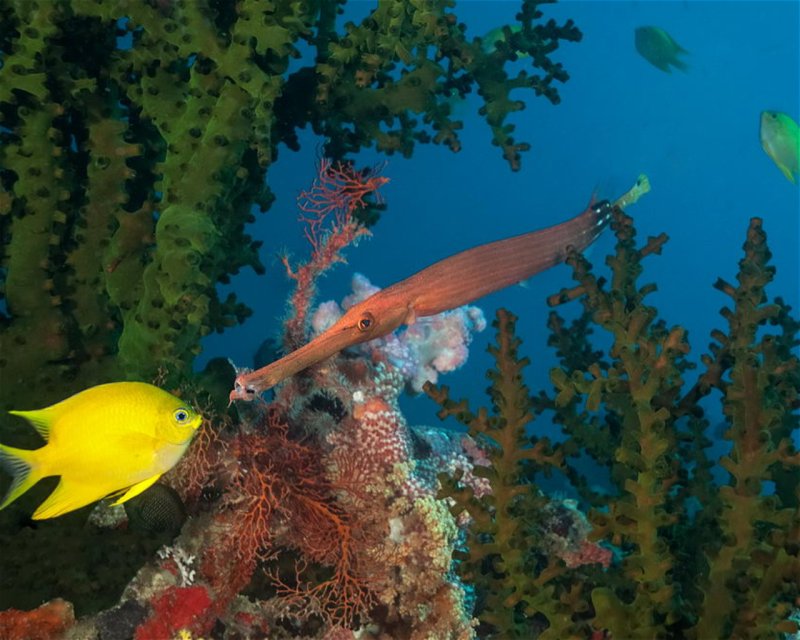 Divesite Image
