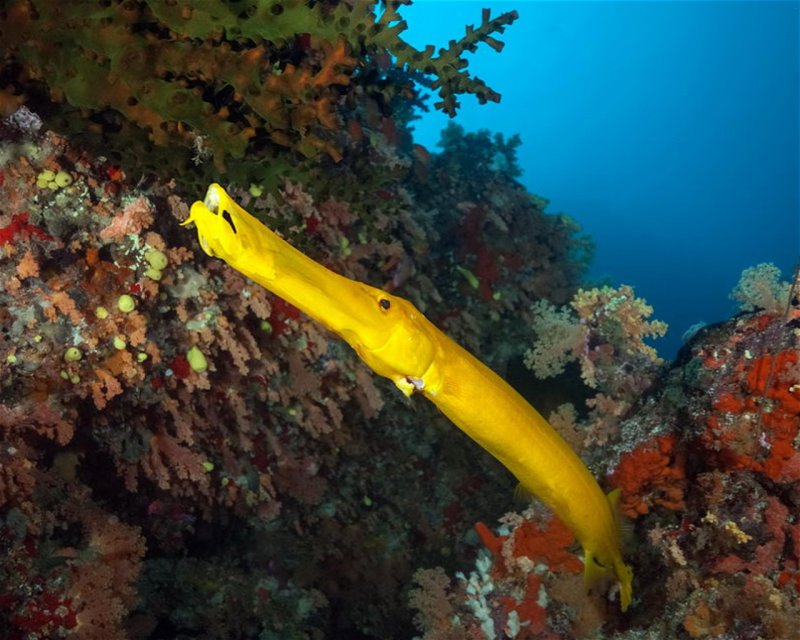 Divesite Image
