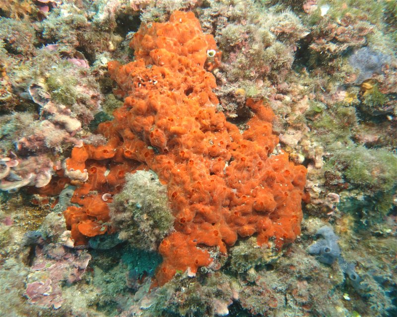 Divesite Image