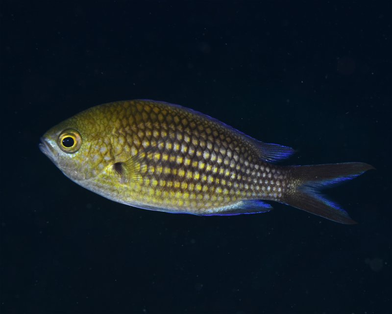 Divesite Image