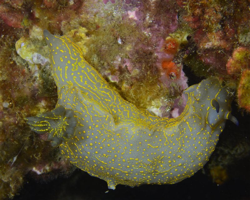 Divesite Image