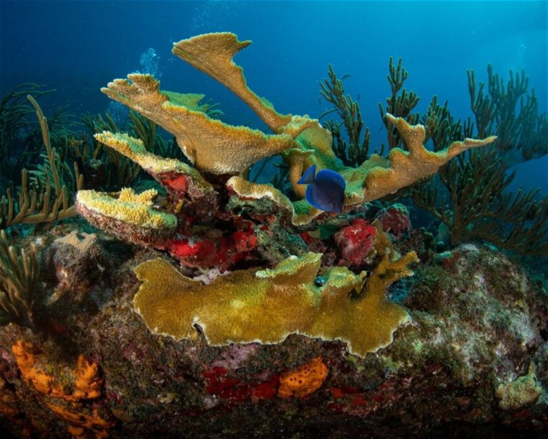 Divesite Image