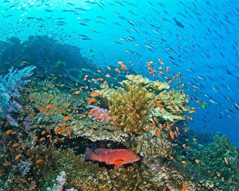Divesite Image