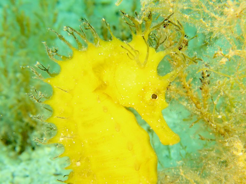 Divesite Image