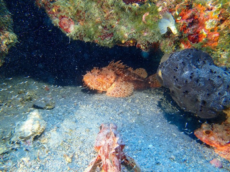 Divesite Image