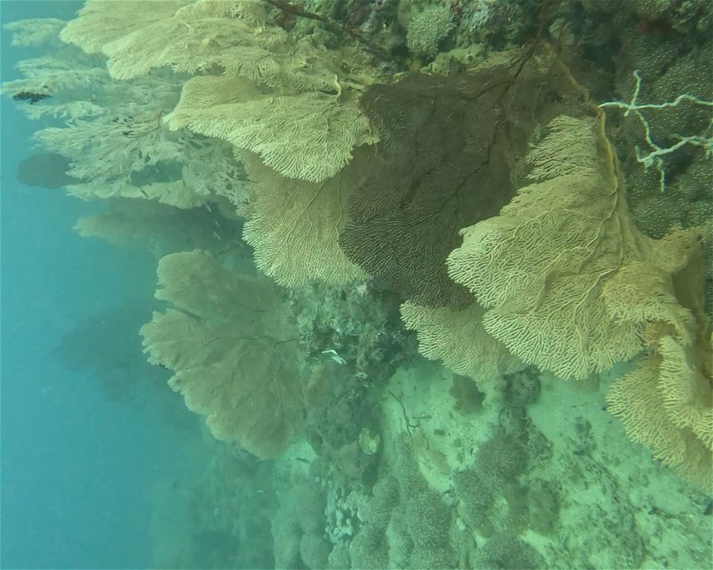 Divesite Image
