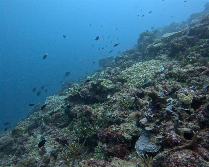 Divesite Image