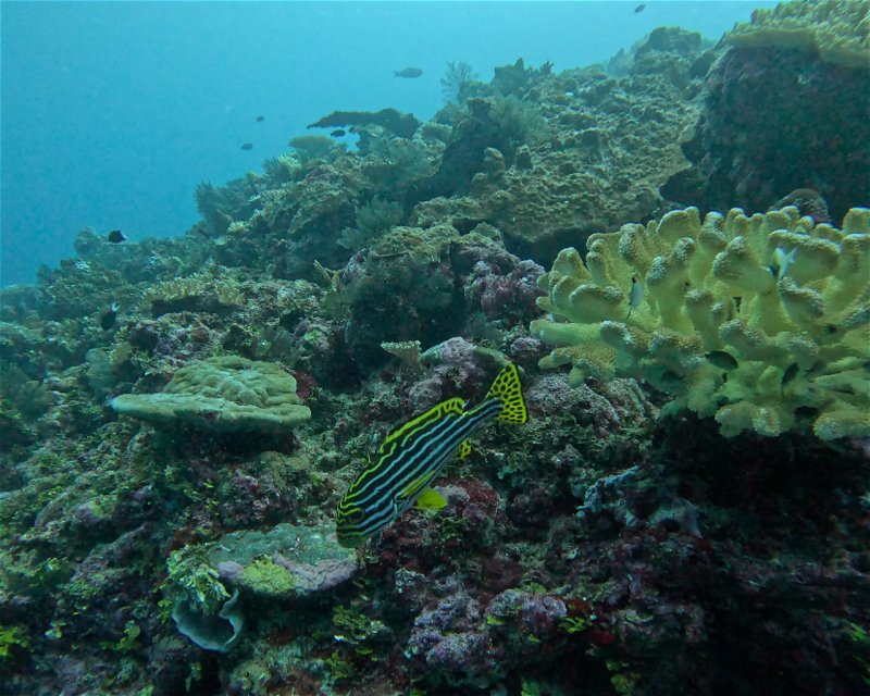 Divesite Image