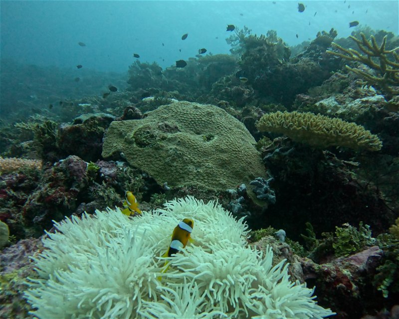 Divesite Image