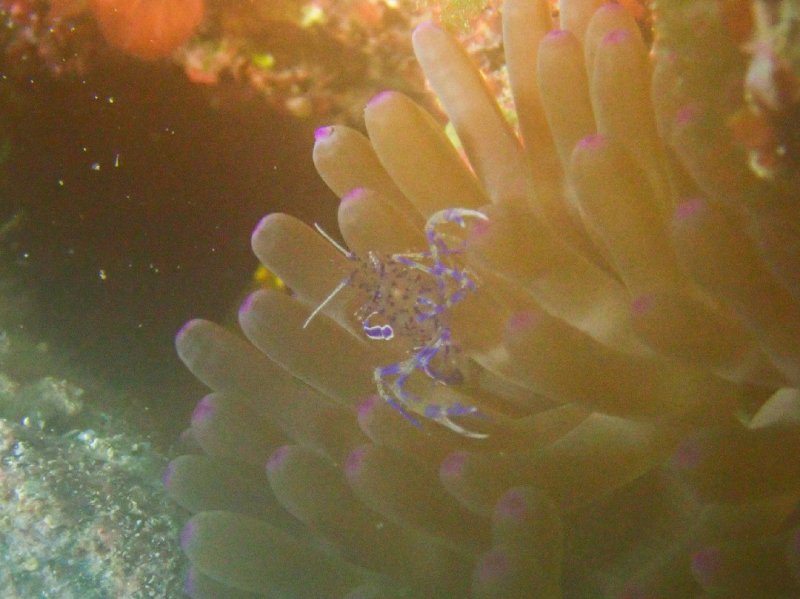 Divesite Image