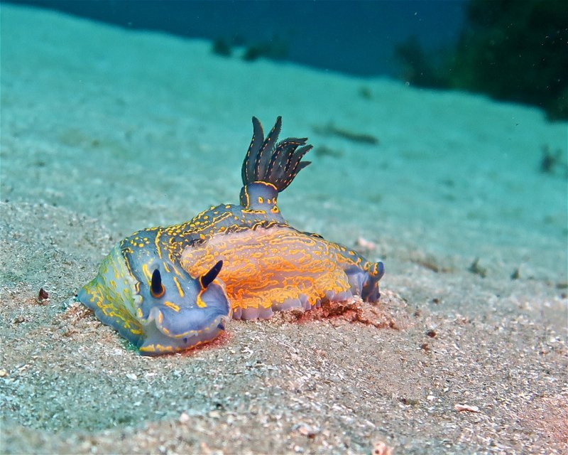 Divesite Image