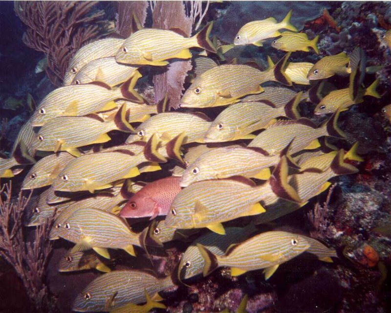 Divesite Image