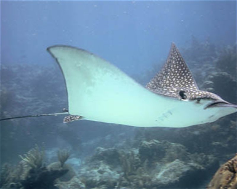 Divesite Image