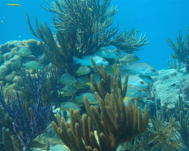 Divesite Image
