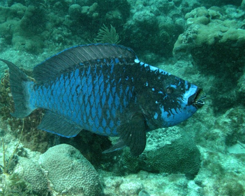 Divesite Image