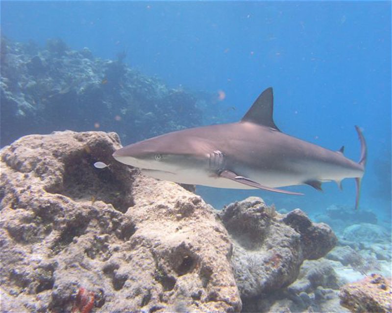 Divesite Image