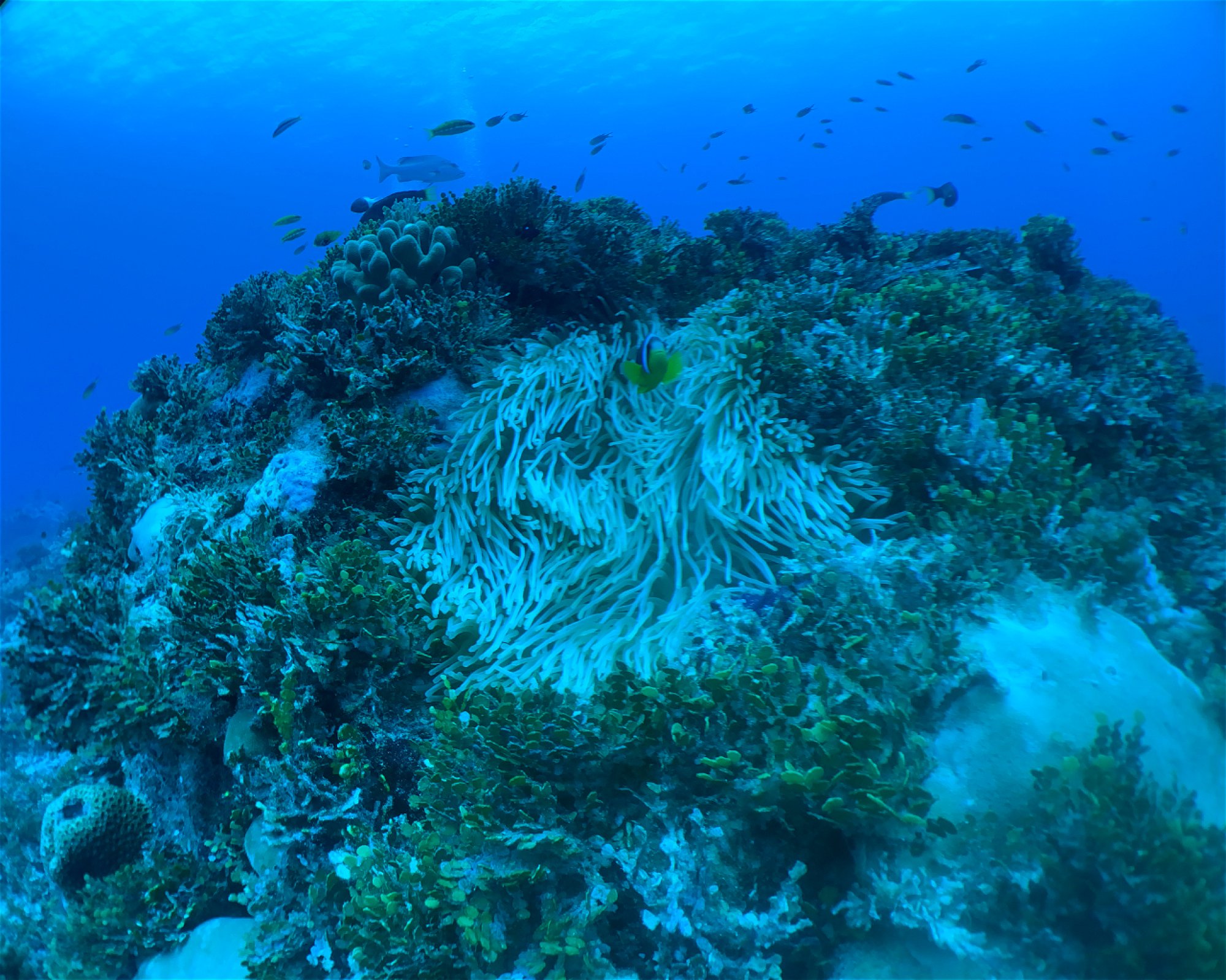 BLUE SEA DIVERS, MAHE