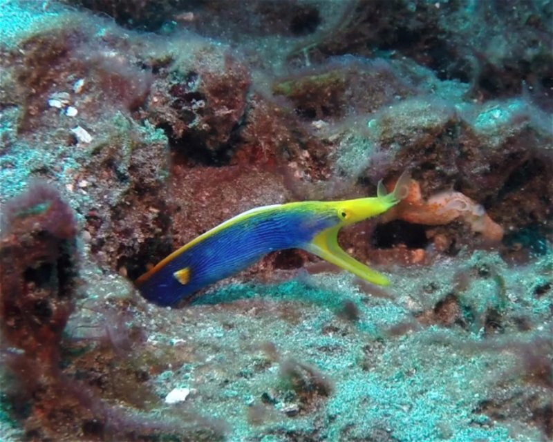 Divesite Image