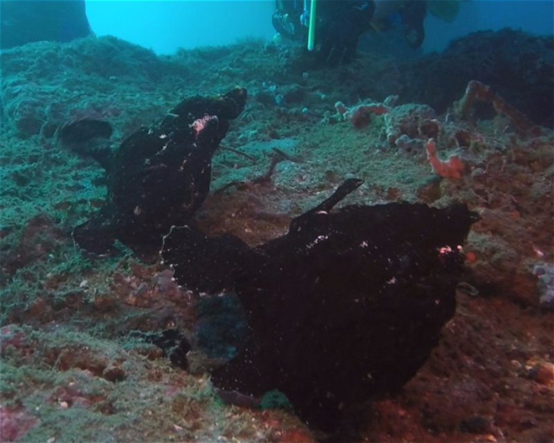 Divesite Image