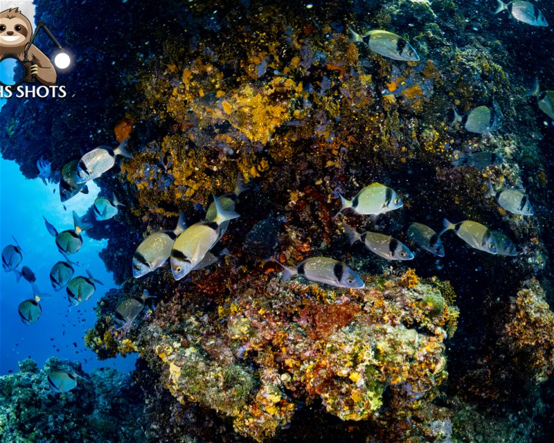 Divesite Image