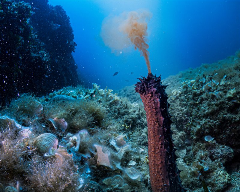Divesite Image