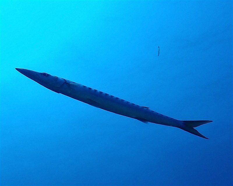 Divesite Image