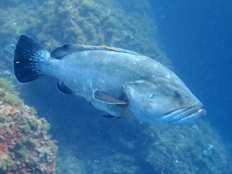 Divesite Image