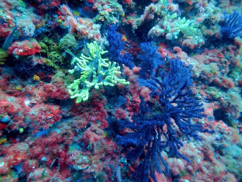 Divesite Image