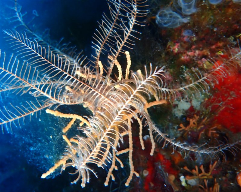 Divesite Image
