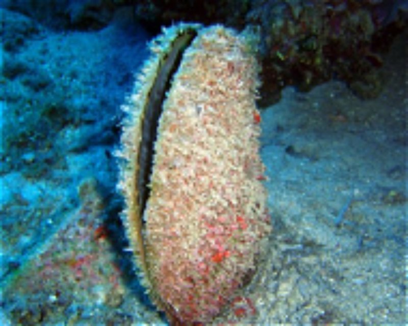 Divesite Image