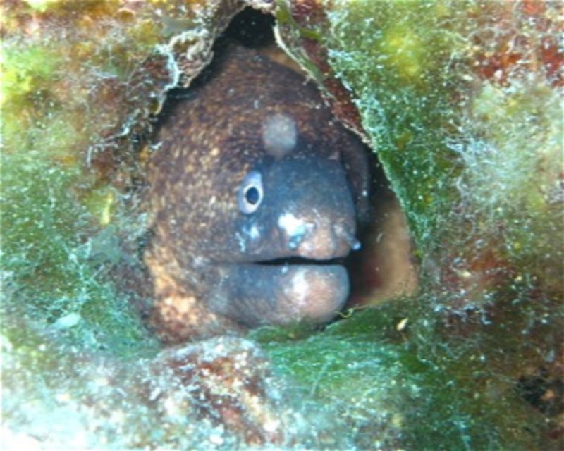 Divesite Image