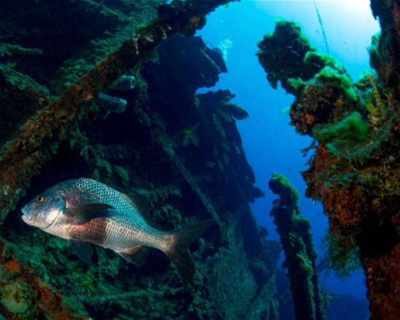 Divesite Image