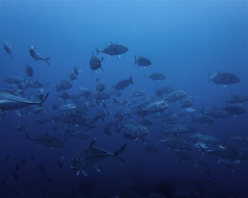 Divesite Image
