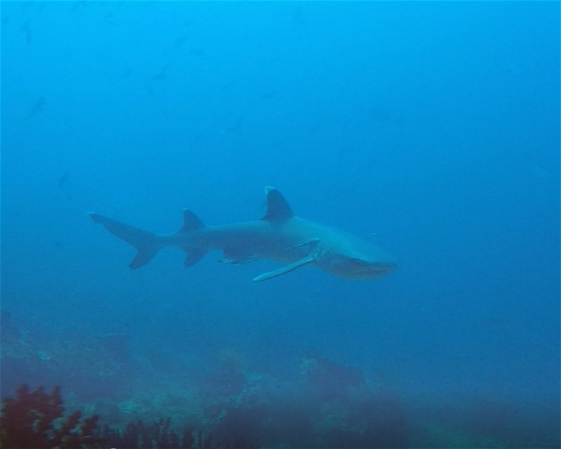Divesite Image