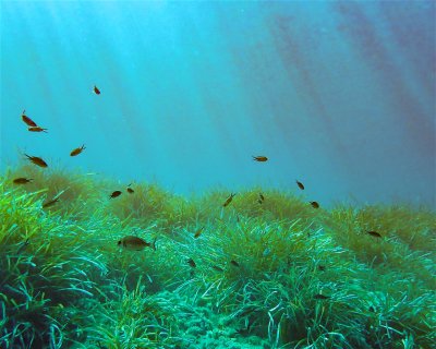 Cala Crocodrilo / Erotica <span class="text-color-primary text-sm"> (★4.3)</span>