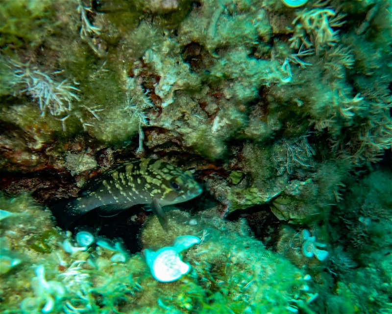 Divesite Image